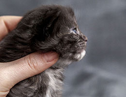 Wildfee's Norwegische Waldkatzen Wildfee's Jordis - zwei Wochen alt