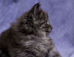 Wildfee's Norwegische Waldkatzen Wildfee's Jana - fünf Wochen alt