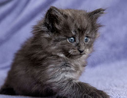 Wildfee's Norwegische Waldkatzen Wildfee's Jana - fünf Wochen alt