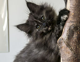Wildfee's Norwegische Waldkatzen Wildfee's Jordis - acht Wochen alt