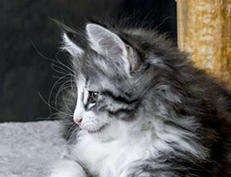 Wildfee's Norwegische Waldkatzen Wildfee's Joxy - acht Wochen alt