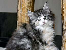 Wildfee's Norwegische Waldkatzen Wildfee's Joxy - acht Wochen alt