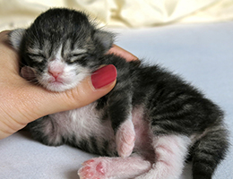 Wildfee's Norwegische Waldkatzen Wildfee's Kathinka - eine Woche alt