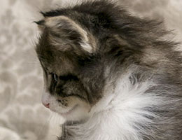 Wildfee's Norwegische Waldkatzen Wildfee's Kathinka - eine Woche alt
