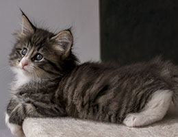 Wildfee's Norwegische Waldkatzen Wildfee's Kathinka - sechs Wochen alt