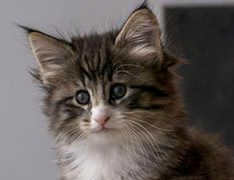 Wildfee's Norwegische Waldkatzen Wildfee's Kathinka - sechs Wochen alt