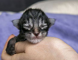 Wildfee's Norwegische Waldkatzen Wildfee's Lille-Prinsessen - zwei Tage alt