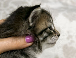 Wildfee's Norwegische Waldkatzen Wildfee's Leona - drei Wochen alt