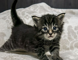 Wildfee's Norwegische Waldkatzen Wildfee's Lille-Prinsessen - drei Wochen alt