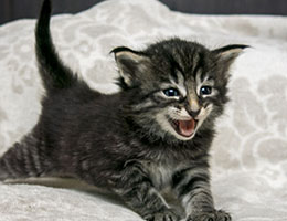 Wildfee's Norwegische Waldkatzen Wildfee's Lille-Prinsessen - drei Wochen alt