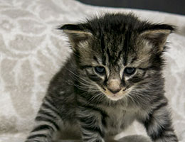 Wildfee's Norwegische Waldkatzen Wildfee's Liszka - drei Wochen alt
