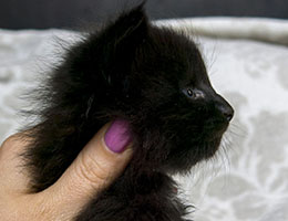 Wildfee's Norwegische Waldkatzen Wildfee's Lucyfah - drei Wochen alt