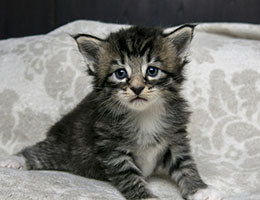 Wildfee's Norwegische Waldkatzen Wildfee's Lysa - drei Wochen alt