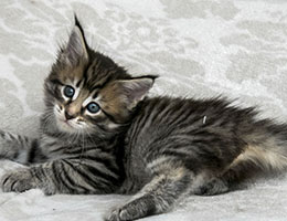 Wildfee's Norwegische Waldkatzen Wildfee's Leona - fünf Wochen alt