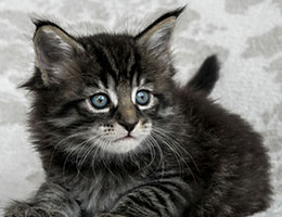Wildfee's Norwegische Waldkatzen Wildfee's Lille-Prinsessen - fünf Wochen alt