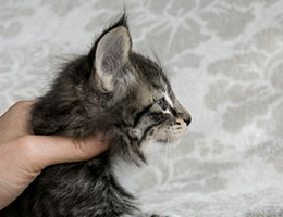 Wildfee's Norwegische Waldkatzen Wildfee's Liszka - fünf Wochen alt