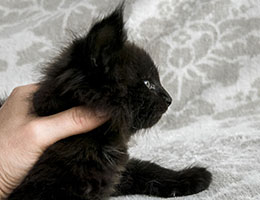 Wildfee's Norwegische Waldkatzen Wildfee's Lucyfah - fünf Wochen alt