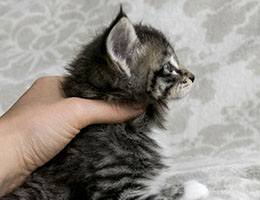 Wildfee's Norwegische Waldkatzen Wildfee's Lysa - fünf Wochen alt