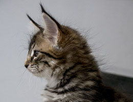 Wildfee's Norwegische Waldkatzen Wildfee's Leona - acht Wochen alt