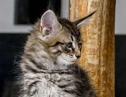 Wildfee's Norwegische Waldkatzen Wildfee's Leona - acht Wochen alt
