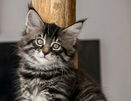 Wildfee's Norwegische Waldkatzen Wildfee's Lille-Prinsessen - acht Wochen alt