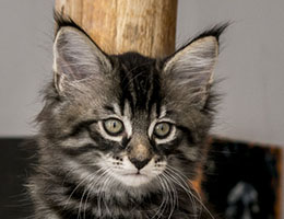 Wildfee's Norwegische Waldkatzen Wildfee's Lille-Prinsessen - acht Wochen alt