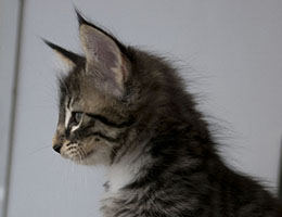 Wildfee's Norwegische Waldkatzen Wildfee's Liszka - acht Wochen alt
