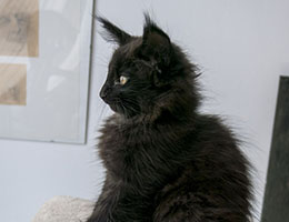 Wildfee's Norwegische Waldkatzen Wildfee's Lucyfah - acht Wochen alt