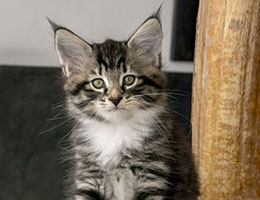 Wildfee's Norwegische Waldkatzen Wildfee's Lysa - acht Wochen alt