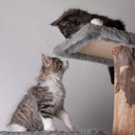 Wildfee's Norwegische Waldkatzen - Babys und Jungtiere 