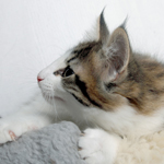 Wildfee's Norwegische Waldkatzen - Babys und Jungtiere 