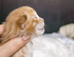 Wildfee's Norwegische Waldkatzen Wildfee's Miro - eine Woche alt