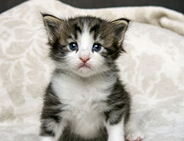 Wildfee's Norwegische Waldkatzen Wildfee's Mahla - drei Wochen alt