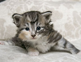 Wildfee's Norwegische Waldkatzen Wildfee's Moxy - drei Wochen alt