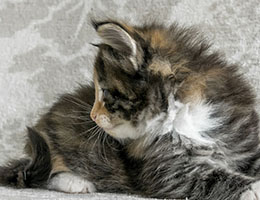 Wildfee's Norwegische Waldkatzen Wildfee's Maja - viereinhalb Wochen alt