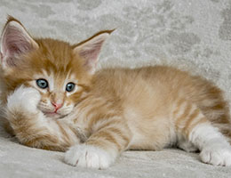 Wildfee's Norwegische Waldkatzen Wildfee's Miro - viereinhalb Wochen alt