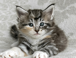 Wildfee's Norwegische Waldkatzen Wildfee's Moxy - viereinhalb Wochen alt