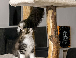 Wildfee's Norwegische Waldkatzen Wildfee's Mahla - acht Wochen alt