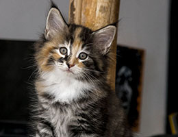 Wildfee's Norwegische Waldkatzen Wildfee's Maja - acht Wochen alt