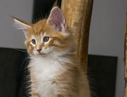 Wildfee's Norwegische Waldkatzen Wildfee's Miro - acht Wochen alt
