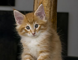 Wildfee's Norwegische Waldkatzen Wildfee's Miro - acht Wochen alt