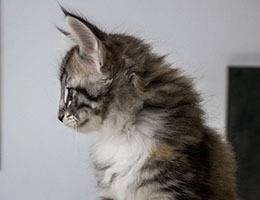Wildfee's Norwegische Waldkatzen Wildfee's Moxy - acht Wochen alt