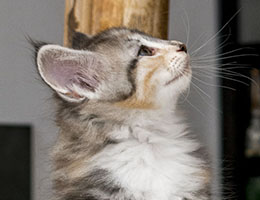 Wildfee's Norwegische Waldkatzen Wildfee's Moxy - acht Wochen alt