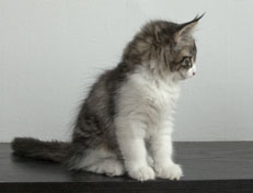 Wildfee's Norwegische Waldkatzen Wildfee's Nina Li - 11 Wochen alt