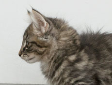 Wildfee's Norwegische Waldkatzen Wildfee's Nuriel - 11 Wochen alt