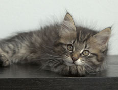 Wildfee's Norwegische Waldkatzen Wildfee's Nuriel - 11 Wochen alt
