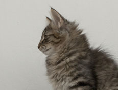 Wildfee's Norwegische Waldkatzen Wildfee's Nuriel - 12 Wochen alt