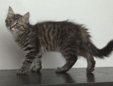 Wildfee's Norwegische Waldkatzen Wildfee's Nuriel - 12 Wochen alt