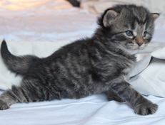 Wildfee's Norwegische Waldkatzen Wildfee's Nala Li - 3 Wochen alt