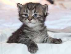 Wildfee's Norwegische Waldkatzen Wildfee's Nuriel - 3 Wochen alt